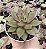 E. PURPUSORUM X ROMEO POTE 9 - Imagem 1