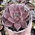 E. TOBARENSIS X ROMEO POTE 9 - Imagem 1