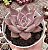 E. TOBARENSIS X ROMEO POTE 9 - Imagem 1