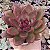 E. ABUNDANT ROSE POTE 9 - Imagem 1