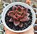 E. ABUNDANT ROSE POTE 9 - Imagem 1