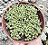 NEOHENRICIA SIBBETTII POTE 9 - Imagem 1