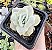 GRAP. LOVELY ROSE REVERSA POTE 7 - Imagem 1