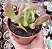 KALANCHOE ORICULA POTE 9 - Imagem 1