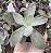 E. GIBB. GERMAN VAR. POTE 9 - Imagem 1