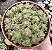 C. SETULOSA VAR. TRANSVAAL DRAKENSBERG POTE 9 - Imagem 1