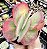 K. FANTASTIC POTE 9 - Imagem 1