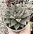 E. PURPUSORUM WHITE POTE 9 - Imagem 1