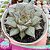 E. PURPUSORUM WHITE POTE 9 - Imagem 1
