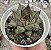 E. PURPUSORUM WHITE POTE 9 - Imagem 1