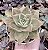 E. JADE STAR VARIEGATA POTE 9 - Imagem 1