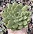 E. LUXFLORA POTE 9 - Imagem 1