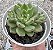 E. LUXFLORA POTE 9 - Imagem 1