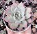 E. COLORATA AUTENTICA POTE 9 - Imagem 1