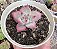 E. COLORATA AUTENTICA POTE 9 - Imagem 1