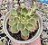 E. ZYPHORA POTE 9 - Imagem 1