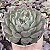 E. VEXARIA POTE 9 - Imagem 1