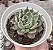 E. VEXARIA POTE 9 - Imagem 1