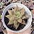 E. AGAVOIDES PSYCHE POTE 9 - Imagem 1