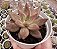 E. AGAVOIDES PSYCHE POTE 9 - Imagem 1