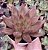 E. AGAVOIDES PSYCHE POTE 9 - Imagem 1