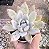 E. COLORATA ROOF POTE 9 - Imagem 1