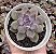 E. PURPLE STONE POTE 9 - Imagem 1