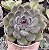 E. PURPLE STONE POTE 9 - Imagem 1
