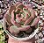 E. MADONA POTE 9 - Imagem 1