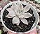 E. SCARLET VARIEGATA  POTE 9 - Imagem 1
