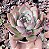 E. COLORATA DESERT HARMONY POTE 9 - Imagem 1