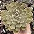 E. AURENTHIA POTE 9 - Imagem 1