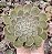 E. AURENTHIA POTE 9 - Imagem 1