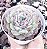 E. CHARLOTE ROSE POTE 9 - Imagem 1