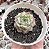 E. CHARLOTE ROSE POTE 9 - Imagem 1
