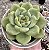 E. COLORATA SOLMÉRIA POTE 9 - Imagem 1
