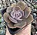E. DUSTY ROSE POTE 7 - Imagem 1