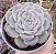 E. CRISTAL ROSE POTE 9 - Imagem 1