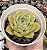 E. COLORATA GREEN FORM POTE 9 - Imagem 1