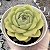 E. COLORATA GREEN FORM POTE 9 - Imagem 1