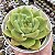 E. COLORATA GREEN FORM POTE 9 - Imagem 1