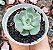 E. STRICTIFLORA V. NOVA POTE 9 - Imagem 1