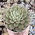 E. AURORALIS POTE 9 - Imagem 1