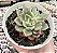 E. AURORALIS POTE 9 - Imagem 1