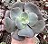 E. GANDIVA POTE 9 - Imagem 1