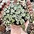 CEROPEGIA WOODII CUIA 13 - Imagem 1