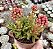 KALANCHOE SPIDER POTE 9 - Imagem 1