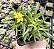 DELOSPERMA CONGESTUM POTE 7 - Imagem 1