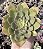 E. NOBILE POTE 9 - Imagem 1