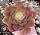 E. NOBILE POTE 9 - Imagem 1